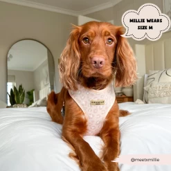 Nude Chic Leopard Adjustable Neck Harness, Lead & Collar Bundle -Cocopup London 196 faedc7a6 469f 4d2a a3d2 6fb1e311d019