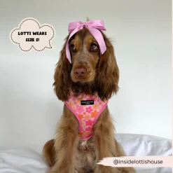 Summer Bloom Adjustable Neck Harness, Lead & Collar Bundle -Cocopup London 198 760b526f 9b5c 4e87 8373 4c7ec75e48d7