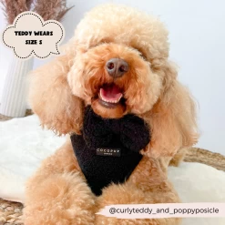 Teddy Baloo Adjustable Neck Harness, Lead & Collar Bundle -Cocopup London 19 be4dfe9e 6366 4199 9fb0 f610b51d186c