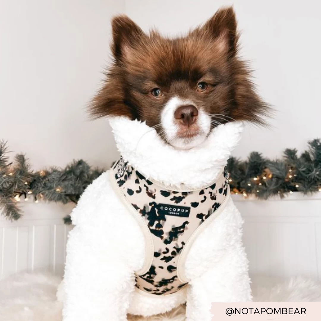 Ivory Tort Adjustable Neck Harness, Lead & Collar Bundle 10 Ivory Tort Adjustable Neck Harness, Lead & Collar Bundle - Image 8