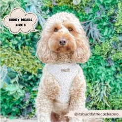 Luxe Garden Meadow Adjustable Neck Harness, Lead & Collar Bundle -Cocopup London 1 22aef695 f169 4f49 9d66 63766b1b85e4 1