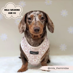 Daisy Chain Adjustable Neck Harness, Lead & Collar Bundle 33 Daisy Chain Adjustable Neck Harness, Lead & Collar Bundle -Cocopup London 1 244f4c2d b0ca 4a91 bf6b 28c1f5142503