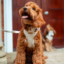 Luxe Garden Meadow Adjustable Neck Harness, Lead & Collar Bundle -Cocopup London 1 2b25e983 df94 4674 8883 2b9398c72f85 1