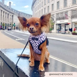 Monochrome Spots Adjustable Neck Harness -Cocopup London 1 2c070774 104e 4fc3 b51f 0c674fce9ae7