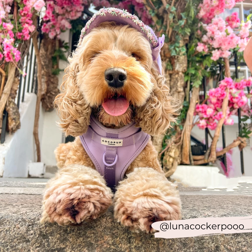 NAKD Adjustable Neck Harness, Lead, Collar & Poop Bag Holder Bundle - Parma Violets 13 NAKD Adjustable Neck Harness, Lead, Collar & Poop Bag Holder Bundle - Parma Violets - Image 11