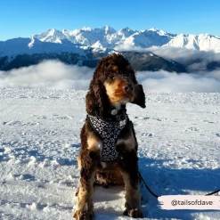 Black Leopard Adjustable Neck Harness -Cocopup London 1 63c7635c 6217 42ca 8d34 dc0c894a4964