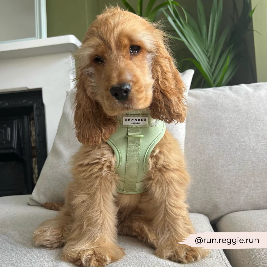 NAKD Adjustable Neck Harness - Matcha 11 NAKD Adjustable Neck Harness - Matcha - Image 9