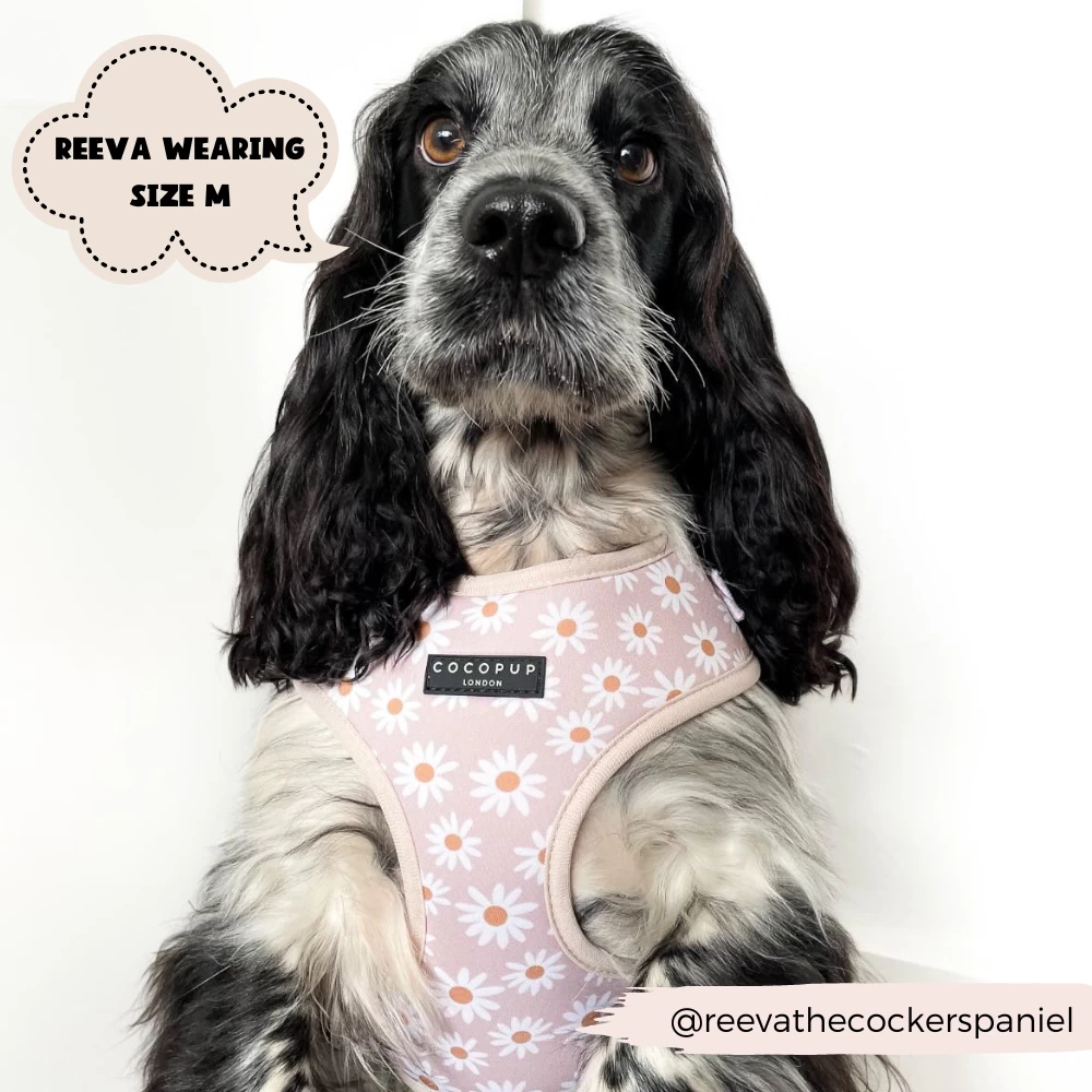 Daisy Chain Adjustable Neck Harness, Lead & Collar Bundle 13 Daisy Chain Adjustable Neck Harness, Lead & Collar Bundle - Image 11