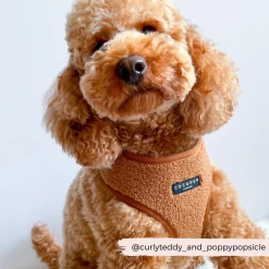 Teddy Adjustable Neck Harness - Paddington -Cocopup London 1 8ab388bf b8a4 476b 9193 4d62dc1d6e1c