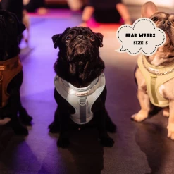 NAKD Adjustable Neck Harness, Lead, Collar And Poop Bag Holder Bundle - Bubblegum -Cocopup London 1 8cab6867 5ec3 47ae b277 64bef56dbd23