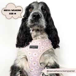 Daisy Chain Adjustable Neck Harness -Cocopup London 1 98887a97 31d7 423a a70f ada9fc1d90ec