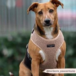 Teddy Rupert Adjustable Neck Harness, Lead & Collar Bundle -Cocopup London 1 98b2babf 336a 4425 b834 68d11af185a0