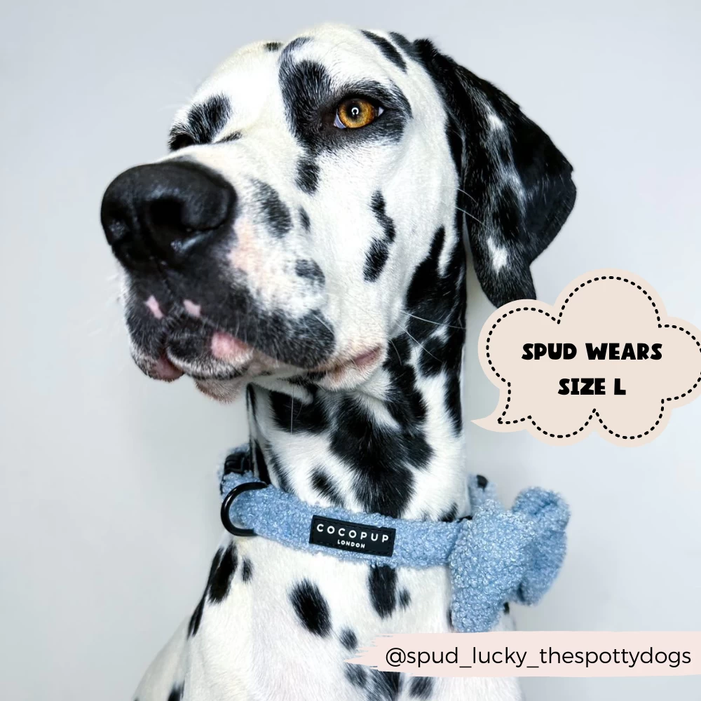 Teddy Daydream Adjustable Neck Harness, Lead & Collar Bundle 11 Teddy Daydream Adjustable Neck Harness, Lead & Collar Bundle - Image 9