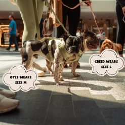 NAKD Adjustable Neck Harness - Matcha 33 NAKD Adjustable Neck Harness - Matcha -Cocopup London 1 e097c84c 497b 42ed 8b70 52585c6dbf62