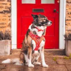 Red & Pink Leopard Adjustable Neck Harness -Cocopup London 1 f017573f 39bf 434d bd0c 3babe9e84d99