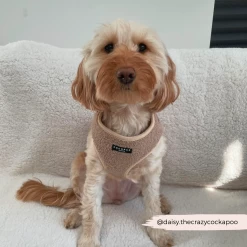 Teddy Rupert Adjustable Neck Harness, Lead & Collar Bundle -Cocopup London 1 f3d3029a 5a80 4a72 99a1 84eb21bd3931