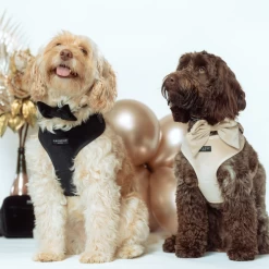 Luxe Velvet Adjustable Neck Harness - Noir -Cocopup London 1 f8b21425 0117 4e3b a615 d8b6709057a3