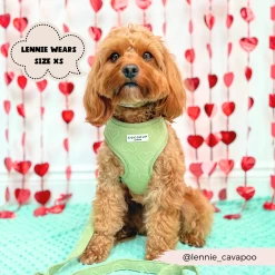Luxe Sage Heart Adjustable Neck Harness, Lead & Collar Bundle -Cocopup London 2023Cocopupwebsitepics 14 5ce620e2 2e83 40a4 8e5b 03b1e872212a