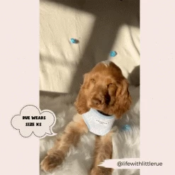 Luxe Adjustable Neck Harness - Baby Blue Flower -Cocopup London 2023Cocopupwebsitepics 16 32dd0b5a 7595 4552 939c 2d32598b75a8