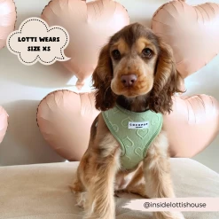 Luxe Sage Heart Adjustable Neck Harness, Lead & Collar Bundle -Cocopup London 2023Cocopupwebsitepics 17 c33058a3 8de5 423e 965b 0df0de541950