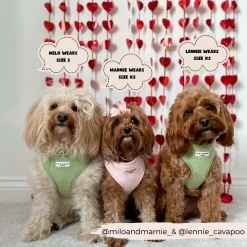 Luxe Adjustable Neck Harness - Baby Pink Heart -Cocopup London 2023Cocopupwebsitepics 22