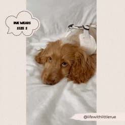 Teddy Dolly Adjustable Neck Harness, Lead & Collar Bundle -Cocopup London 2023Cocopupwebsitepics 22 deb67d56 8058 48c7 ad26 f4a8400b778c