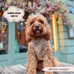 Luxe Adjustable Neck Harness - Mocha Flower -Cocopup London 2023Cocopupwebsitepics 26