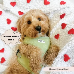 Luxe Sage Heart Adjustable Neck Harness, Lead & Collar Bundle -Cocopup London 2023Cocopupwebsitepics 27 c6d8c964 9e48 4522 ba5a d9697ab10356