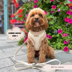 Quilted Adjustable Neck Harness, Lead & Collar Bundle -Cocopup London 2023Cocopupwebsitepics 296bd032 858a 4456 86c1 ea46544432e3