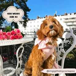 Luxe Sailor Bow Tie - Baby Pink Heart 19 Luxe Sailor Bow Tie - Baby Pink Heart -Cocopup London 2023Cocopupwebsitepics 32 71ae7b23 6a57 45b7 9261 0ab0d81a2b1c