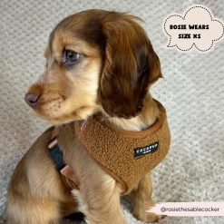 Teddy Paddington Adjustable Neck Harness, Lead & Collar Bundle -Cocopup London 2023Cocopupwebsitepics 37