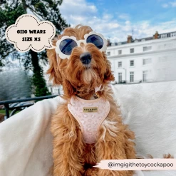 Nude Chic Leopard Adjustable Neck Harness -Cocopup London 2023Cocopupwebsitepics 42