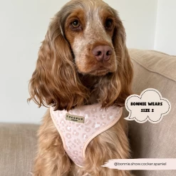 Nude Chic Leopard Adjustable Neck Harness, Lead & Collar Bundle -Cocopup London 2023Cocopupwebsitepics 44 8f8bcd03 797b 4b48 8270 651c1f062c17
