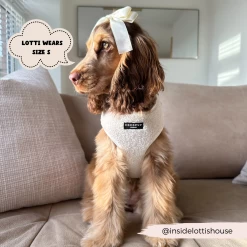 Teddy Dolly Adjustable Neck Harness, Lead & Collar Bundle -Cocopup London 2023Cocopupwebsitepics 45 a0b16c1b c120 4528 8405 97c2bdb7e727