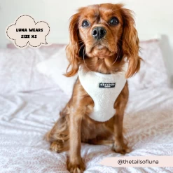 Teddy Adjustable Neck Harness - Dolly -Cocopup London 2023Cocopupwebsitepics 49