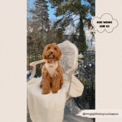 Nude Chic Leopard Adjustable Neck Harness, Lead & Collar Bundle -Cocopup London 2023Cocopupwebsitepics 4 0eab0ad4 27df 420b 9c91 395ca45e5b11