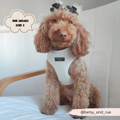 Teddy Dolly Adjustable Neck Harness, Lead & Collar Bundle -Cocopup London 2023Cocopupwebsitepics 52 3a3fcff3 e640 4784 a03b 0d7237897ede