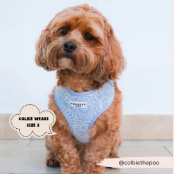 Luxe Adjustable Neck Harness - Baby Blue Flower -Cocopup London 2023Cocopupwebsitepics 56 baea0fd7 feb8 4a05 a939 7300000a39d4