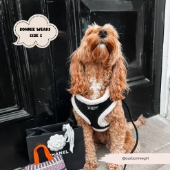 Black Aviator Adjustable Neck Harness, Lead & Collar Bundle -Cocopup London 2023Cocopupwebsitepics 7 6d3679ae 453b 4ee7 bc29 171f6f5382be
