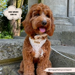 Luxe Adjustable Neck Harness - Garden Meadow -Cocopup London 2024Cocopupwebsitepics 16