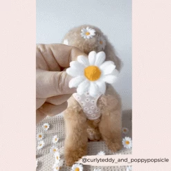 Daisy Chain Adjustable Neck Harness, Lead & Collar Bundle 39 Daisy Chain Adjustable Neck Harness, Lead & Collar Bundle -Cocopup London 2024Cocopupwebsitepics 2 4ac8060b b2f2 40ea a242 7eb30d6221d7