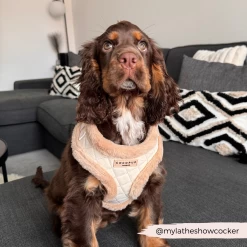 Quilted Adjustable Neck Harness -Cocopup London 2024Cocopupwebsitepics 4