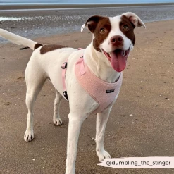 Teddy Adjustable Neck Harness - Love-a-Lot 26 Teddy Adjustable Neck Harness - Love-a-Lot -Cocopup London 20 519135d4 14c3 4173 a2e8 c25f924ecdb2