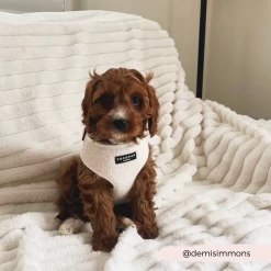 Teddy Dolly Adjustable Neck Harness, Lead & Collar Bundle -Cocopup London 20 c2167330 4f39 4744 8e63 69a7766eac6f