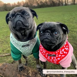 Sage Leopard Adjustable Neck Harness, Lead & Collar Bundle -Cocopup London 21 3b6e3e25 4fff 4c2e 9d79 bd2f1bcfd477