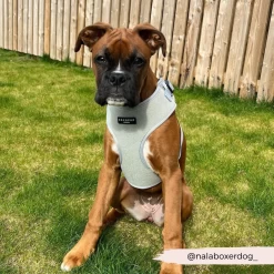 Sage Tweed Adjustable Neck Harness -Cocopup London 21 870c3621 be98 4ad8 a64a 25a3f67ab9cf