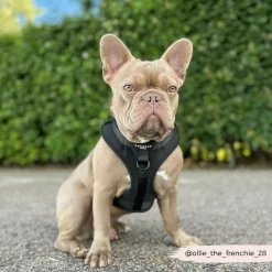 NAKD Adjustable Neck Harness, Lead, Collar & Poop Bag Holder Bundle - Liquorice -Cocopup London 21 c7f71960 0e41 40e7 8e4c 81042d6187c9