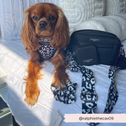 Dog Walking Black Bag Bundle - Black Leopard -Cocopup London 22 9e821986 6c26 4ce0 9558 f6c7a79330ea