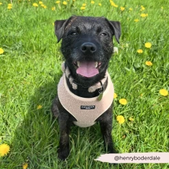 Teddy Rupert Adjustable Neck Harness, Lead & Collar Bundle -Cocopup London 22 d2314e5a 59ed 4eec 8450 206dda3a9ed2