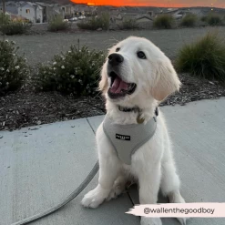 Sage Tweed Adjustable Neck Harness, Lead & Collar Bundle -Cocopup London 23 3c64fef3 9e58 45e9 8907 0d07e336f591